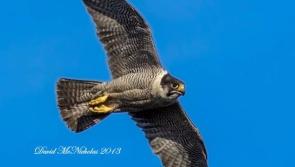 Longford volunteers needed for national Peregrine survey
