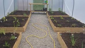  Polytunnel damaged at Attic House in Longford town 