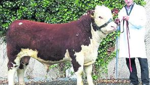 Longford Show to attract top pedigree breeders from all over the country