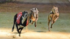 Letter to the Editor: Cessation of the promotion of the greyhound industry is welcome news