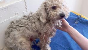 Longford dog warden appeals for information on stolen dog