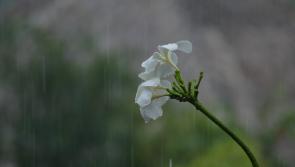 Weather Update:  Longford lawns to get a good watering
