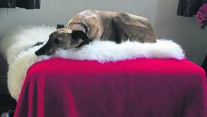 Charity walk for retired pooches in Longford