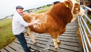 All roads lead to the Tullamore Show