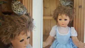 VIDEO: Creepy, haunted doll wreaking havoc in Ballinamuck