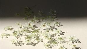 A gathering of flowers at the Roscommon Arts Centre