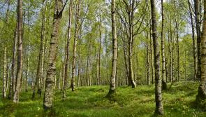 Teagasc/DAFM meeting introducing the Revised Forestry Programme