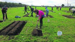 National Ploughing Championships: The full list of all the competitors, from Longford and beyond, going for glory