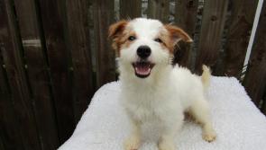 UPDATE: ISPCA Kenagh HQ has found homes for all 28 Jack Russells in their care