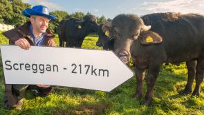 Aldi marquee back for another year at the National Ploughing Championships