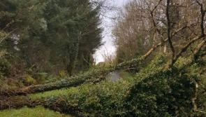 Department of Agriculture assesses damage in aftermath of Ophelia 