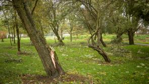 #Ophelia aftermath: Local authority outdoor staff making progress in bid to clear fallen trees from Co Longford roads