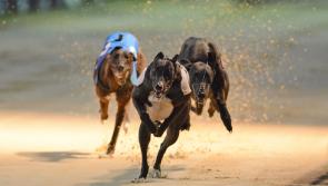 Letter to the editor: Greyhounds need rescuing from the IGB