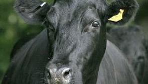Connaught Leinster Aberdeen Angus club dinner dance set for Athlone
