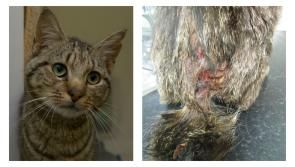 Rescued cat with severely infected wound recovering at ISPCA National Animal Centre in Longford