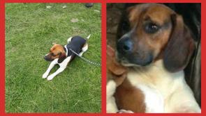 Owner offers €500 reward to help find beagle dog missing in Longford since last Sunday