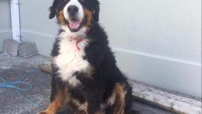 Upset Longford woman appeals for help to find her missing Bernese mountain dog