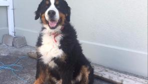 A happy ending as missing Bernese mountain dog 'Cooper' is returned to relieved Longford owner