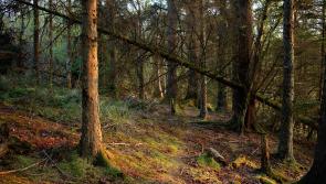 Forests and timber provide multiple benefits for Longford