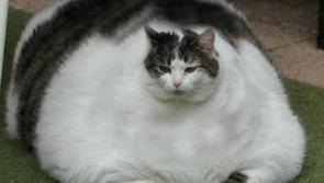 'We're making a fat cat, fatter', says irate Longford councillor