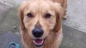 Woman seeks owner of a beautiful dog found in Ballymahon
