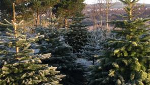 Over 600,000 Irish Christmas trees are due to be harvested before the end of the year