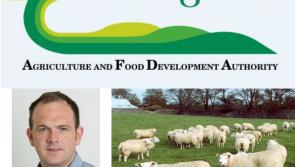 Liver Fluke in Sheep