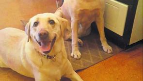 Lucy's two-week adventure in Ardagh! 