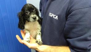 ISPCA caring for seven puppies smuggled from Ireland into Wales