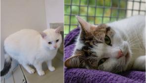 ISPCA Centre in Longford appealing for new homes for over 100 cats 