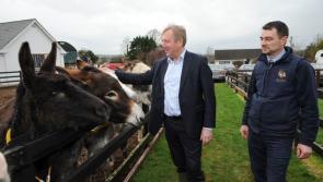 €473,000  allocated to three Longford animal welfare organisations