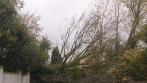 WEATHER ALERT: Trees down across Longford as Storm Eleanor hits