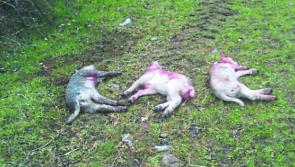 Longford IFA says dog owners need to take responsibility for their pets