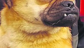  Microchipping reunites Puggsy with his family two years after being stolen in Cavan