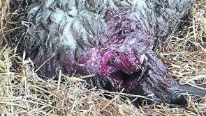 ‘Dogs kill for sport’ warns Longford sheep farmer