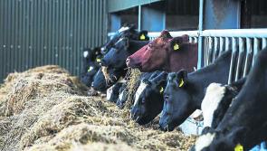 Will a Longford farmer take home FBD crown?