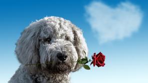 Irish Adults to spend over €200 million this Valentine’s Day