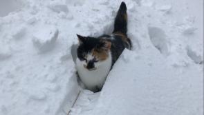 Pictures:  Shoveling snow in Corboy 