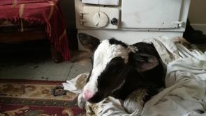 Calf arrives safe and well in the midst of bad weather in Carrickboy