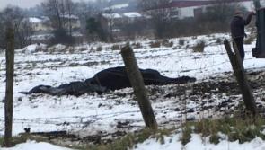Horse found dead in field outside Longford town 