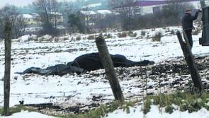 Horse found dead in field outside Longford town died from colic as result of overfeeding