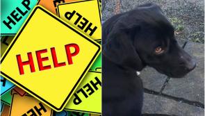 Help sought to find missing dog in Longford 