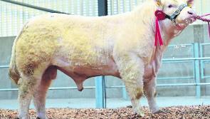 Longford Leader Farming: Is your Stock Bull ready?