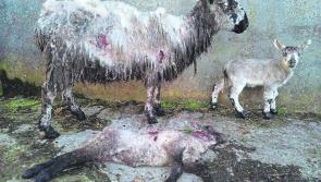 Longford sheep farmers ask public to help with marauding dogs