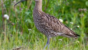 Lough Ree Action Team in Longford working to protect endangered Curlew species