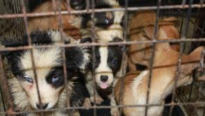 Smuggled puppies seized by Police Scotland being cared for by ISPCA in Longford 