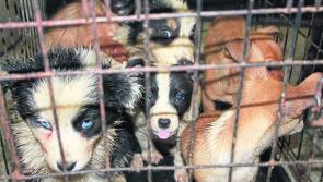 Smuggled puppies now in care of ISPCA in Kenagh