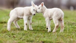 Teagasc sheep seminar to take place in the Abbey Hotel, Roscommon