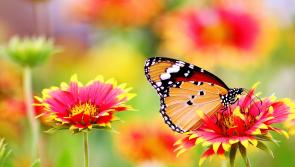 Longford nets €25k in biodiversity drive