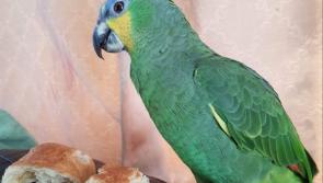 Longford woman in Facebook appeal to help return parrot to its owner